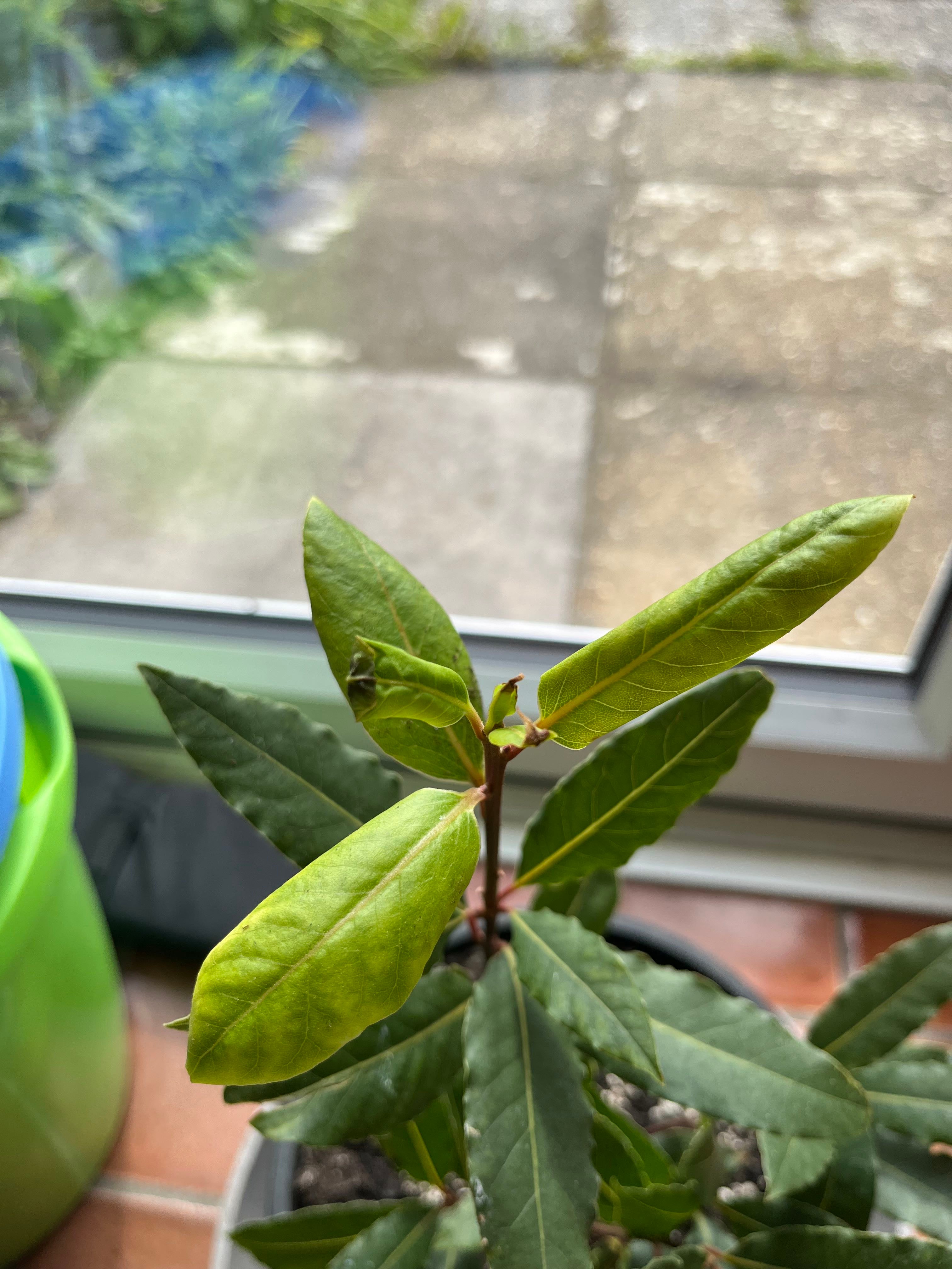 Bailey A plant by LovingCuplichen on Greg