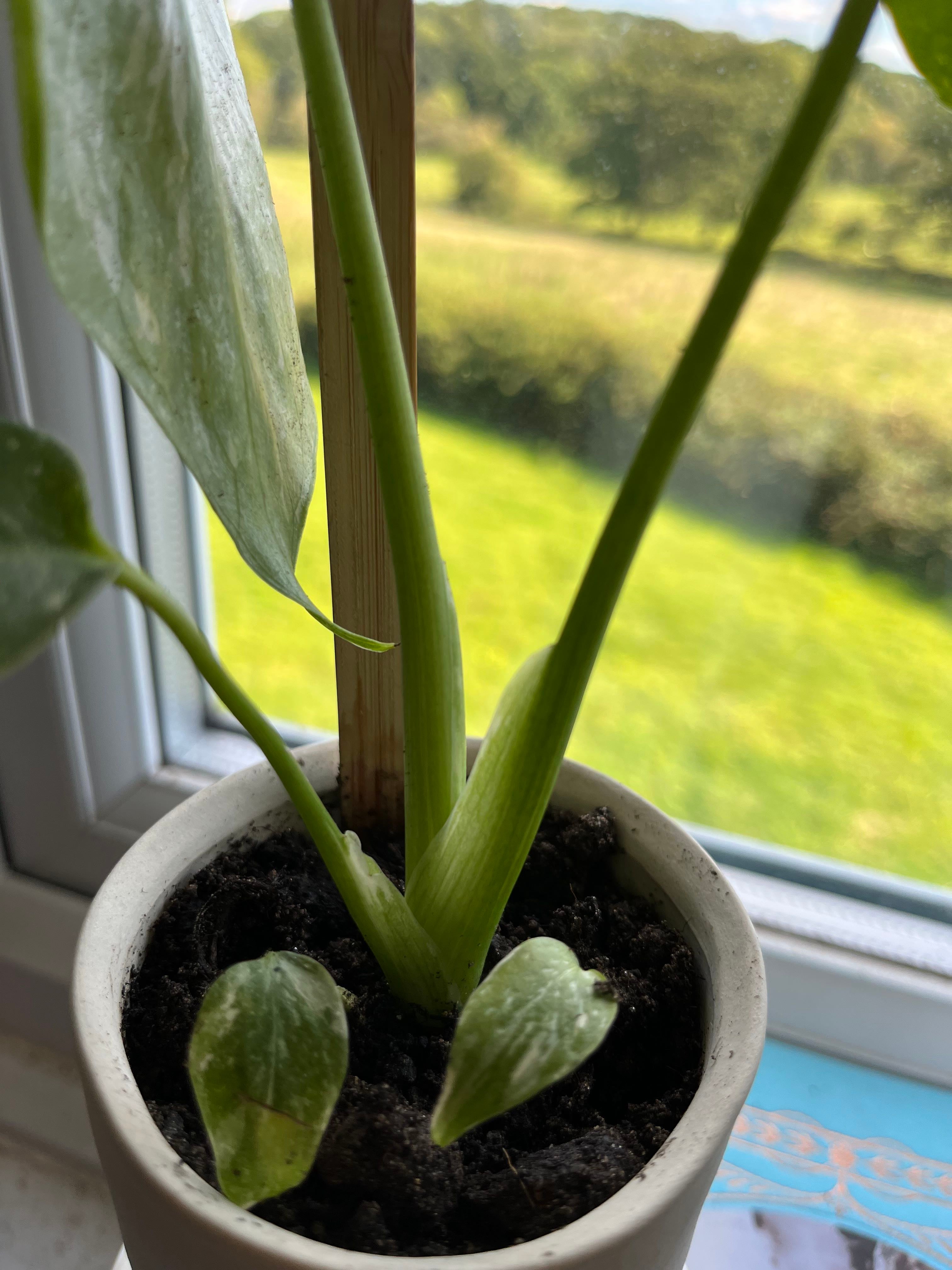 🔍 How to Fix Brown Spots on Your Monstera 'Thai Constellation'