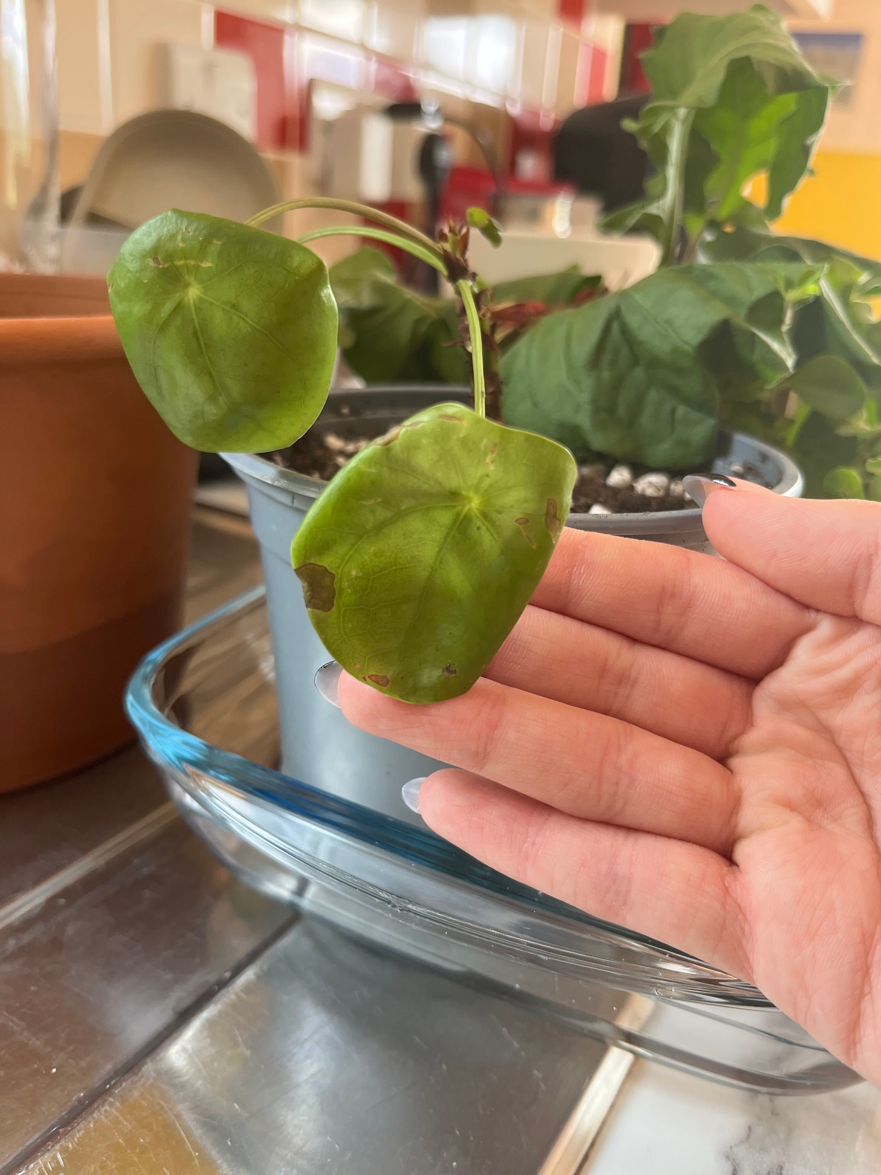 Pistol A plant by ContentDewberry on Greg