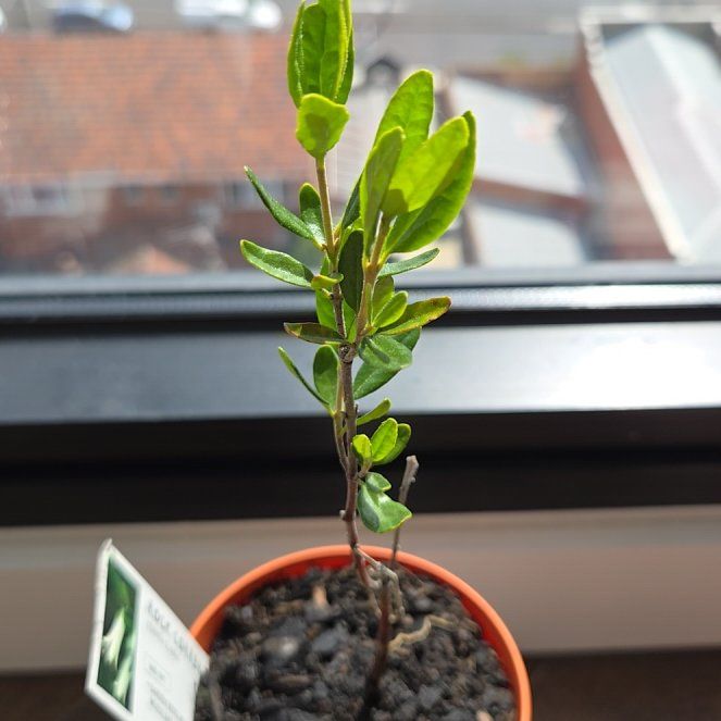 Photo of the plant species Correa by @YoungSeadahlia named Mollie on Greg, the plant care app
