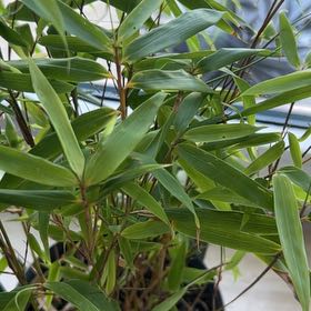 Photo of the plant species Hardy Bamboo by @PrizeCosmobaby named Peter Parker on Greg, the plant care app