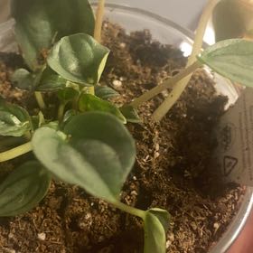 Photo of the plant species Quito by @FullMooncactus named Keanu Leaves on Greg, the plant care app