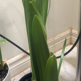 Photo of the plant species Apple Blossom Amaryllis by @FullMooncactus named Apple blossom on Greg, the plant care app