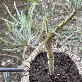 Photo of the plant species Canary Islands Candle Plant by @JubilantAlbo named Robbie on Greg, the plant care app