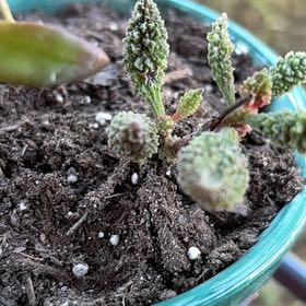 Photo of the plant species Bunny Ear Succulent by @JubilantAlbo named James Dean on Greg, the plant care app