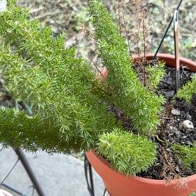 Photo of the plant species Meyers Foxtail Asparagus Fern by @JubilantAlbo named Orlando Bloom on Greg, the plant care app