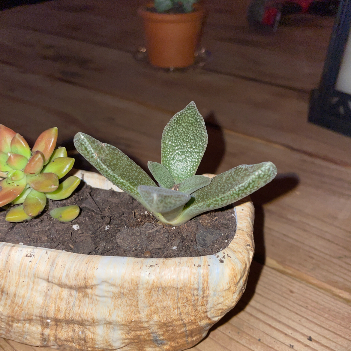 Photo of the plant species Aloinopsis rubrolineata by @FunCrystalbell named Harper on Greg, the plant care app