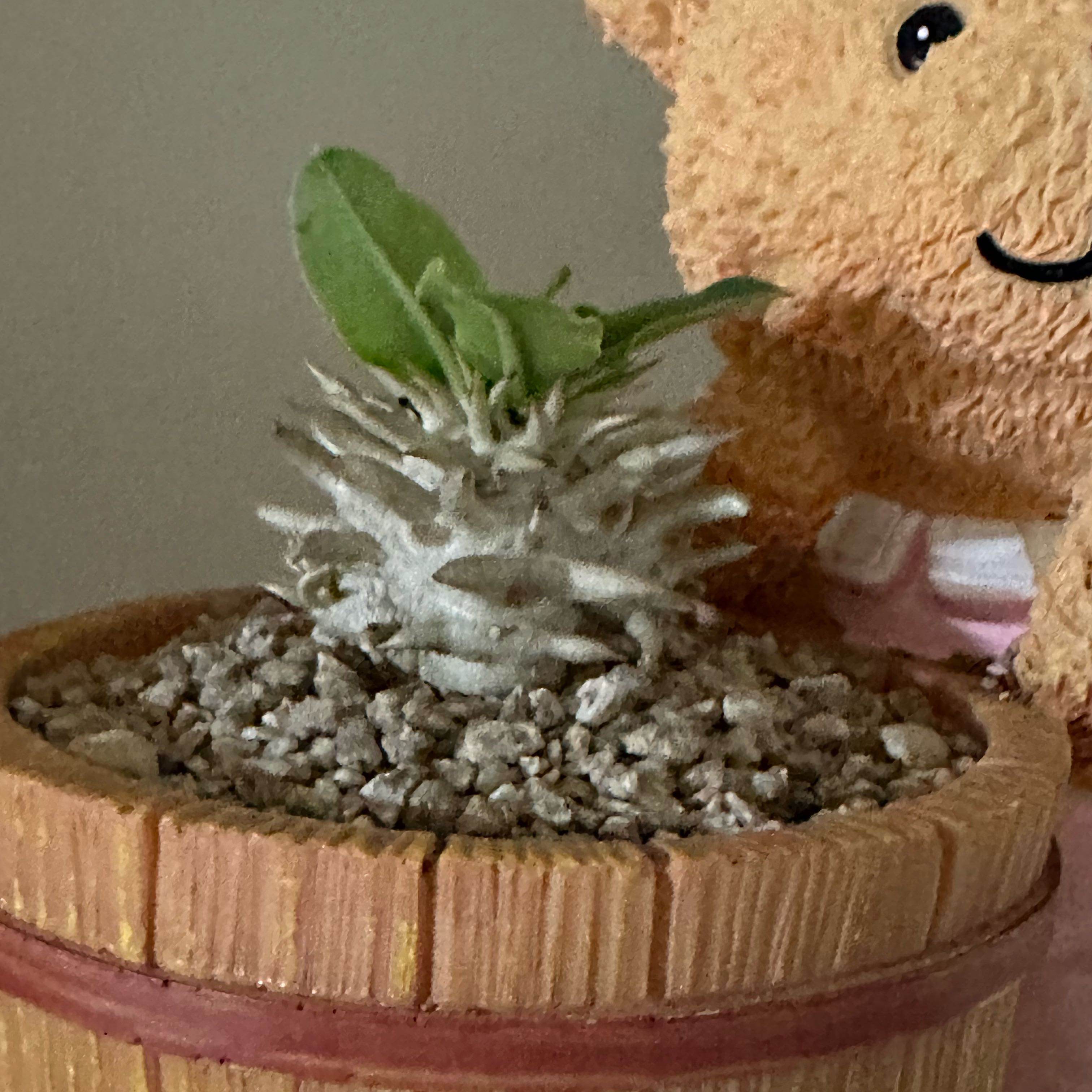 Photo of the plant species Pachypodium eburneum by @FairBrunfelsia named Twinkle on Greg, the plant care app