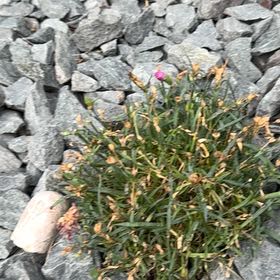 Photo of the plant species Media Sandspurry by @WhizHairysedge named Prince on Greg, the plant care app