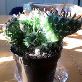 Photo of the plant species Roller Coaster Cactus by @HumbleGrasspea named Roller Coaster on Greg, the plant care app