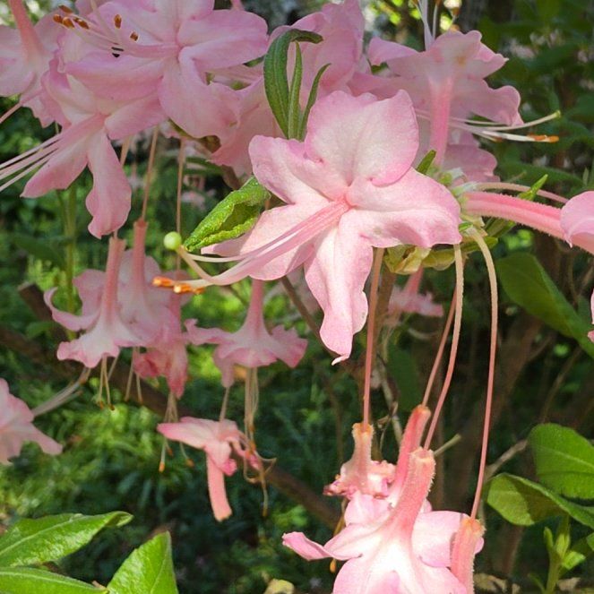 Photo of the plant species Mountain Azalea by @ClearcutMarimo named Terra on Greg, the plant care app