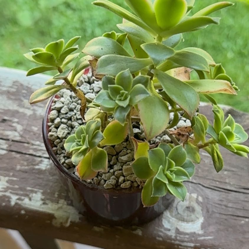 Photo of the plant species Aeonium castello-paivae variegata 'Suncup' by @DivineRedclover named Naomi on Greg, the plant care app