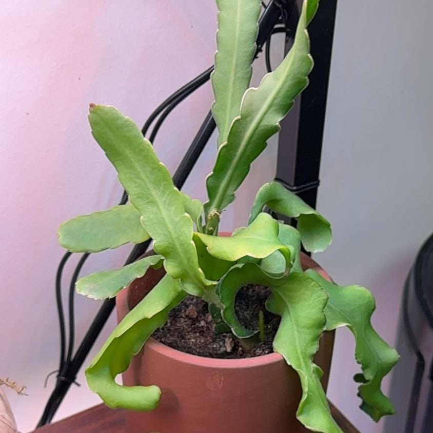 Photo of the plant species Curly Locks Orchid Cactus by @WittySugarvine named Curly Locks on Greg, the plant care app