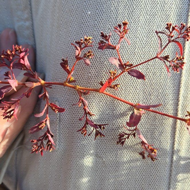 Photo of the plant species Milk Purslane by @WinsomeMostii named da Vinci on Greg, the plant care app