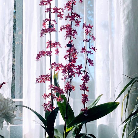 Photo of the plant species Oncidium sharry baby 'Sweet Fragrance' by @Sherrychoco named Sherry on Greg, the plant care app