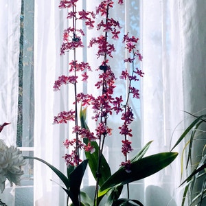 Oncidium sharry baby 'Sweet Fragrance' plant photo by @Sherrychoco named Sherry on Greg, the plant care app.