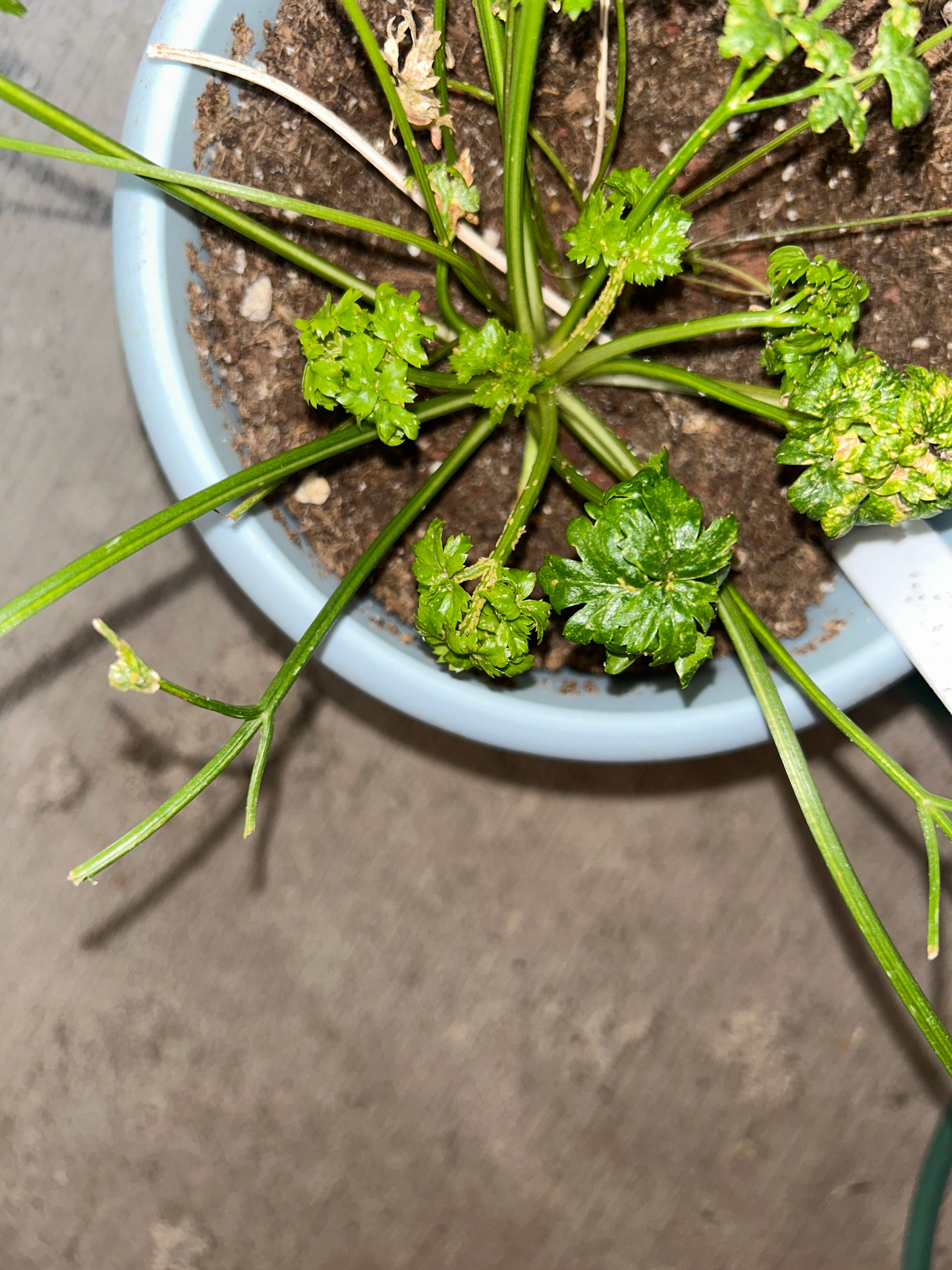 Keep Your Curly Parsley Alive Light, Water & Care Instructions