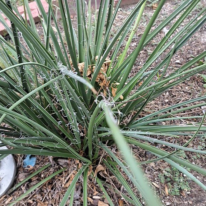 Photo of the plant species Succulent by @CosmicWolfsmilk named Miley on Greg, the plant care app