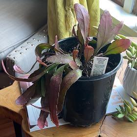 Photo of the plant species Epiphyllum pumilum by @AstuteRedpepers named Demi on Greg, the plant care app