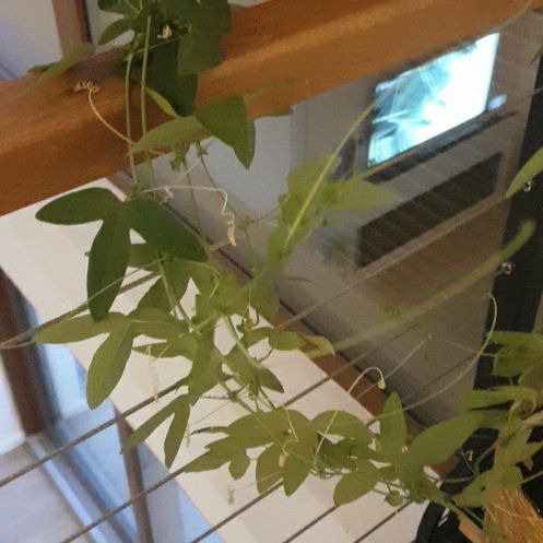 Photo of the plant species Passion Flower by @HolyBlueech41 named Dax on Greg, the plant care app