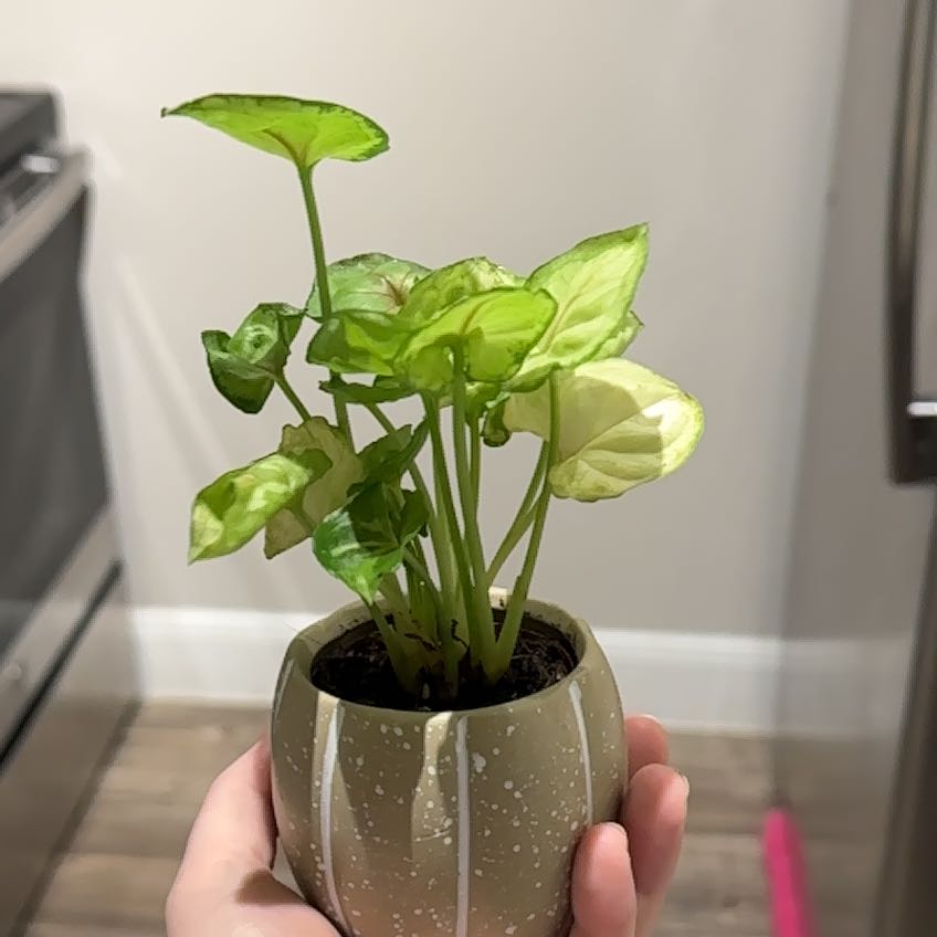 Photo of the plant species Strawberry Splash by @amaranthine named Strawberry on Greg, the plant care app