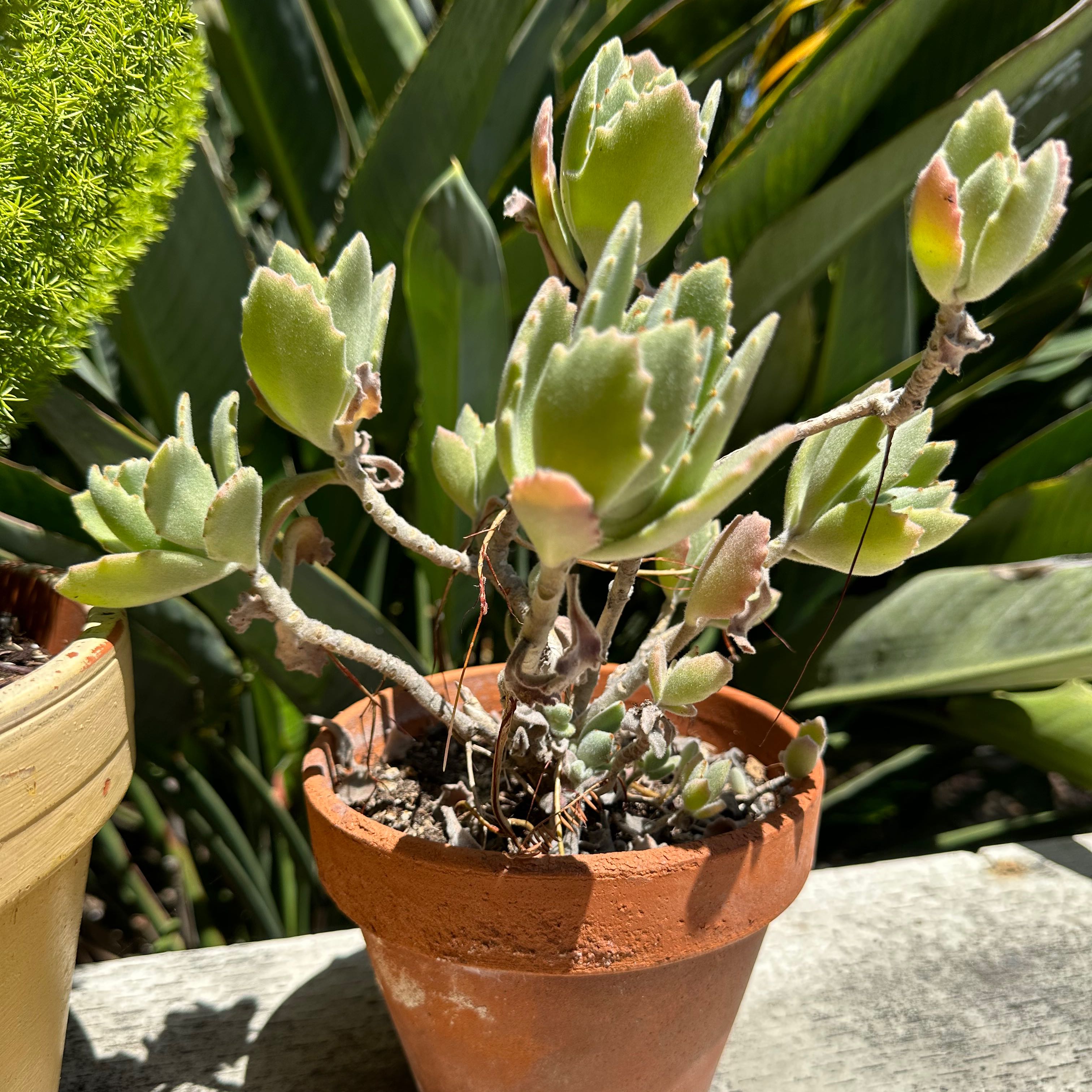 Bear's Paw plant in a terracotta pot with healthy green leaves, well-framed and in focus.