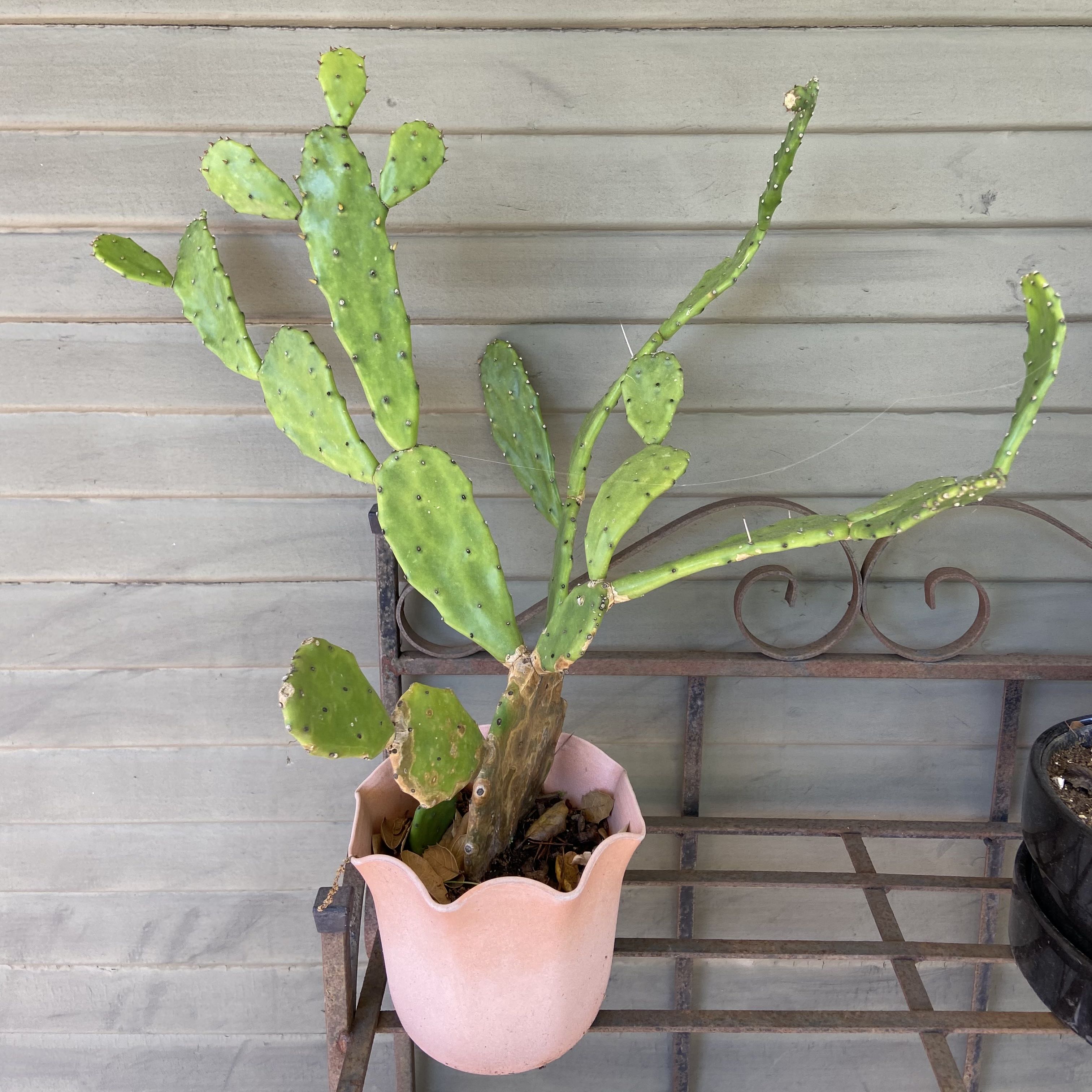 Drooping Prickly Pear cactus in a pink pot on a metal stand.