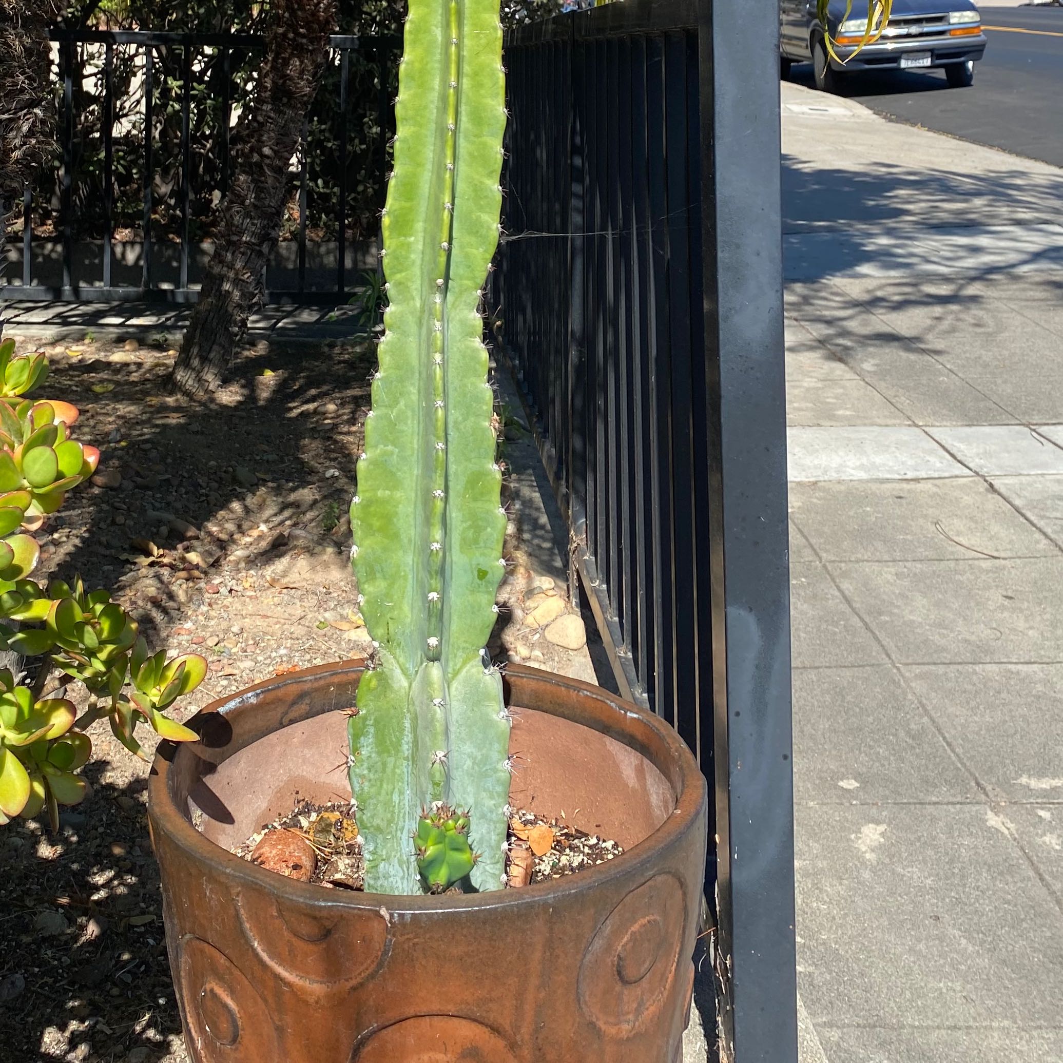 Potted Hedge Cactus placed outdoors, appears healthy with visible soil.