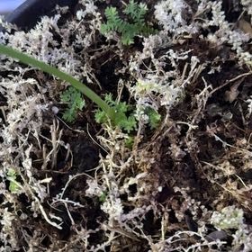 Photo of the plant species Rainbow moss, Peacock fern by @NiceSonomasage named Beckham on Greg, the plant care app