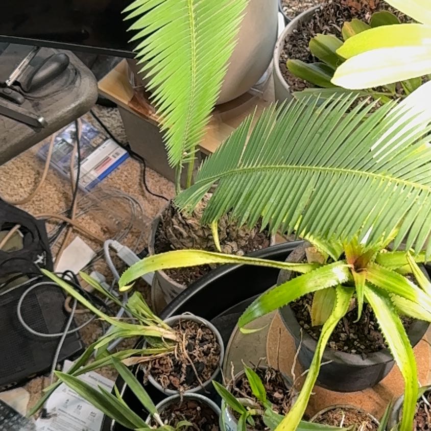 Photo of the plant species Dioon edule by @SkillfulSapote named Messi on Greg, the plant care app