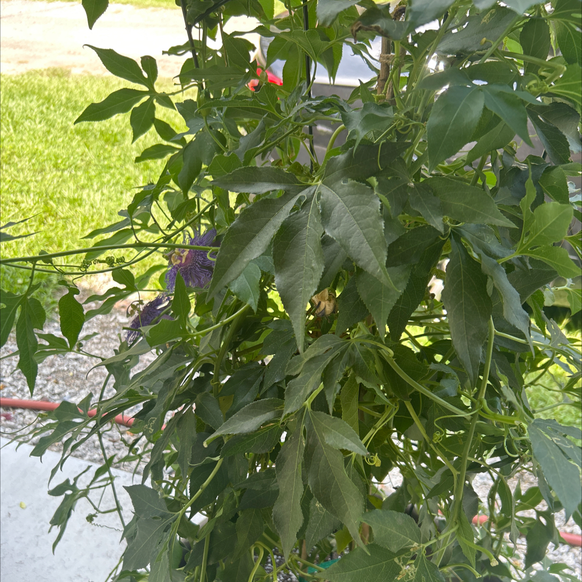 Photo of the plant species Maypop by @JoyousLancefern named Apollo on Greg, the plant care app