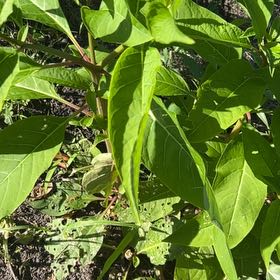 Photo of the plant species American Pokeweed by @JoyousLancefern named LiloStitch on Greg, the plant care app