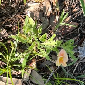 Photo of the plant species Red Chickweed by @JoyousLancefern named Harry on Greg, the plant care app