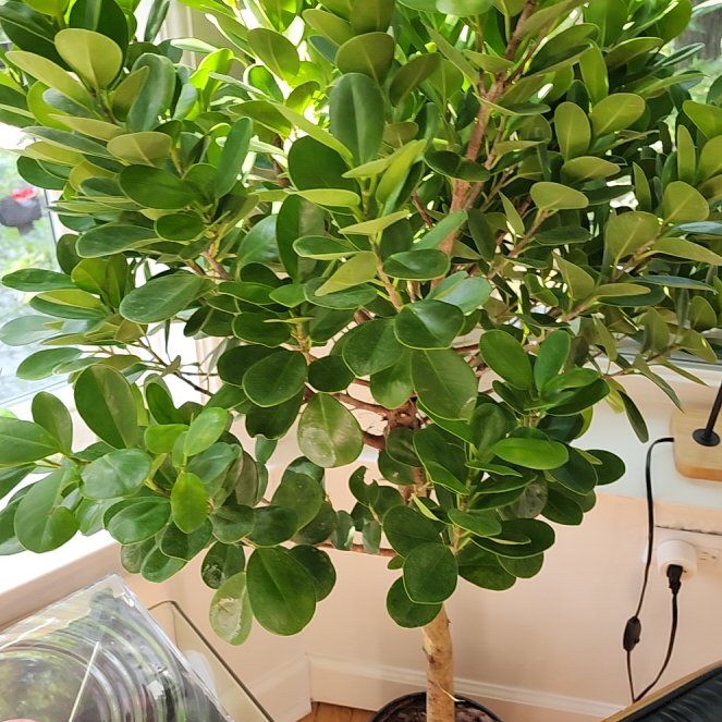 Photo of the plant species weeping fig by @SavoryRustyfig named Rosa on Greg, the plant care app