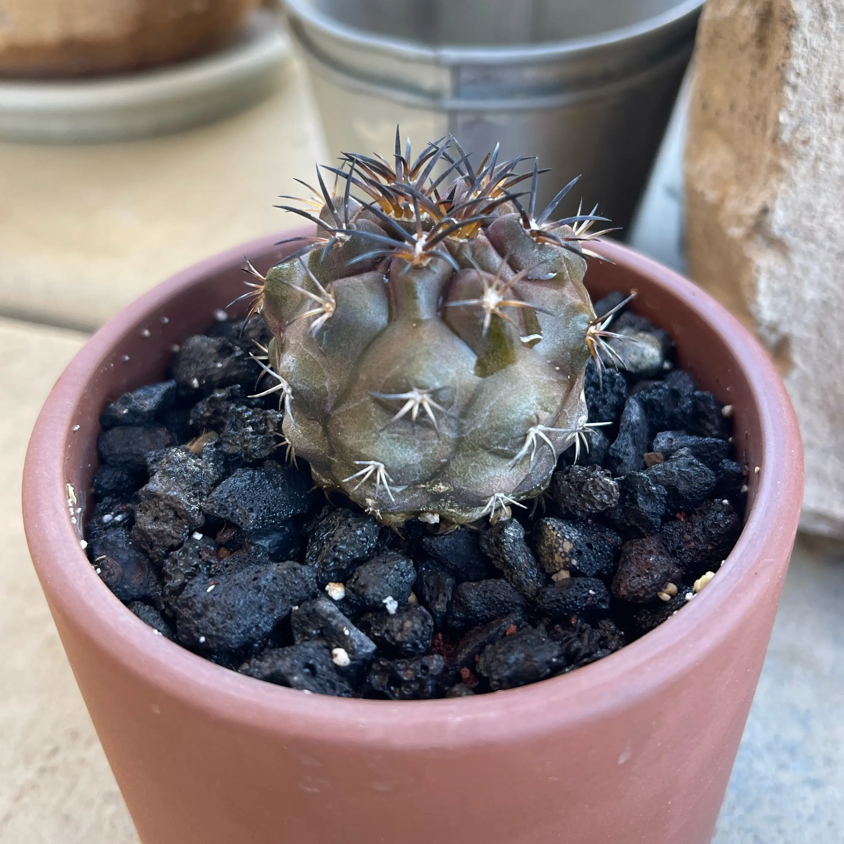 Photo of the plant species Copiapoa dura by @Saudee named Saibot on Greg, the plant care app
