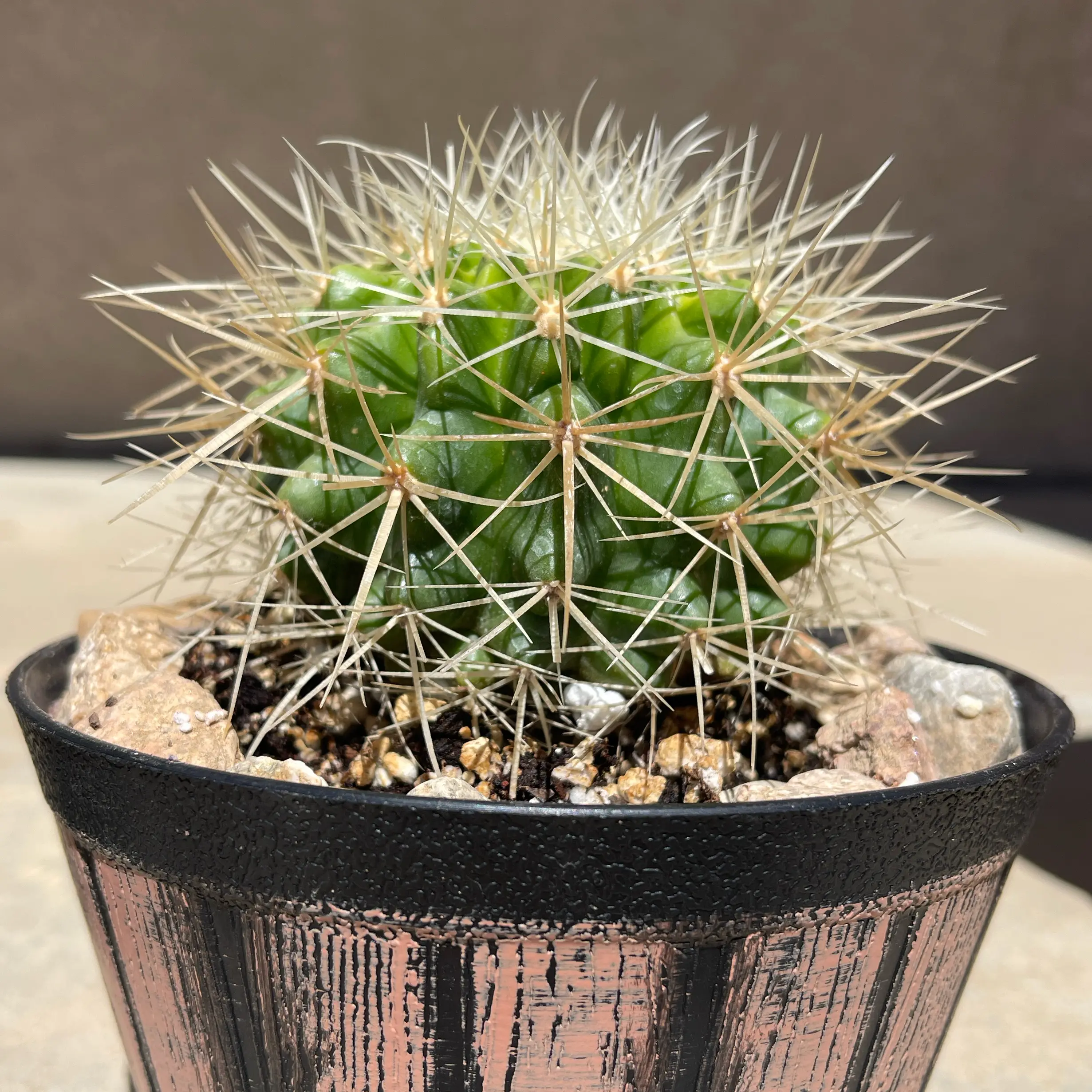 Photo of the plant species White Barrel Cactus by @Saudee named Sage on Greg, the plant care app