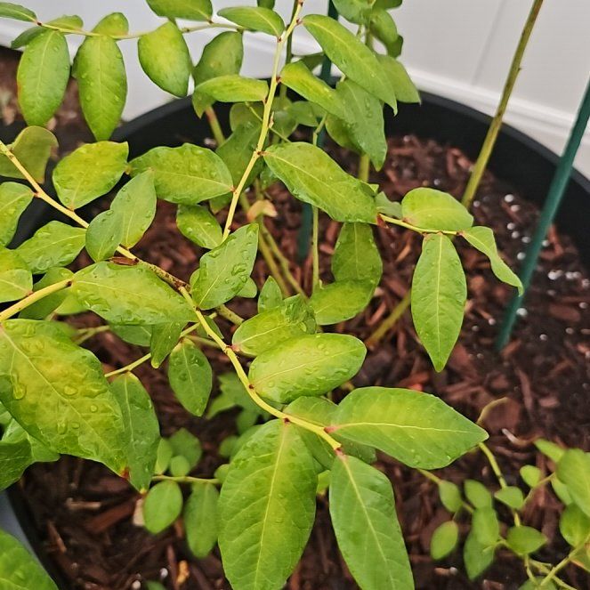 Photo of the plant species Highbush Blueberry by @AliveMossorchid named Aria on Greg, the plant care app