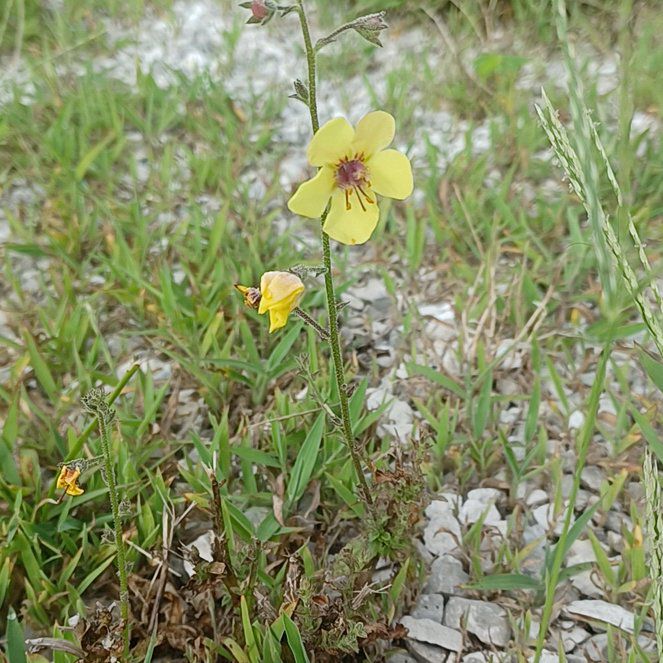 Photo of the plant species Arizona Beggarticks by @SirHopseedbush named Beyonce on Greg, the plant care app