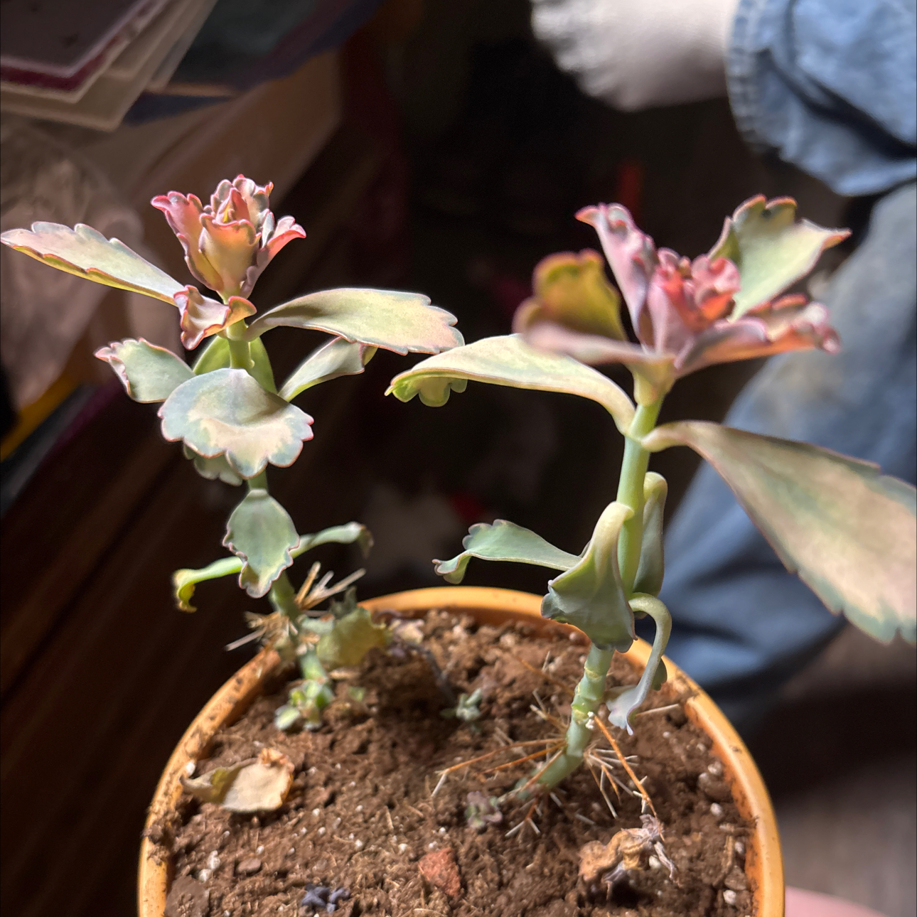 Photo of the plant species Kalanchoe 'Stained Glass' by @GodsendSuncup named Denali on Greg, the plant care app
