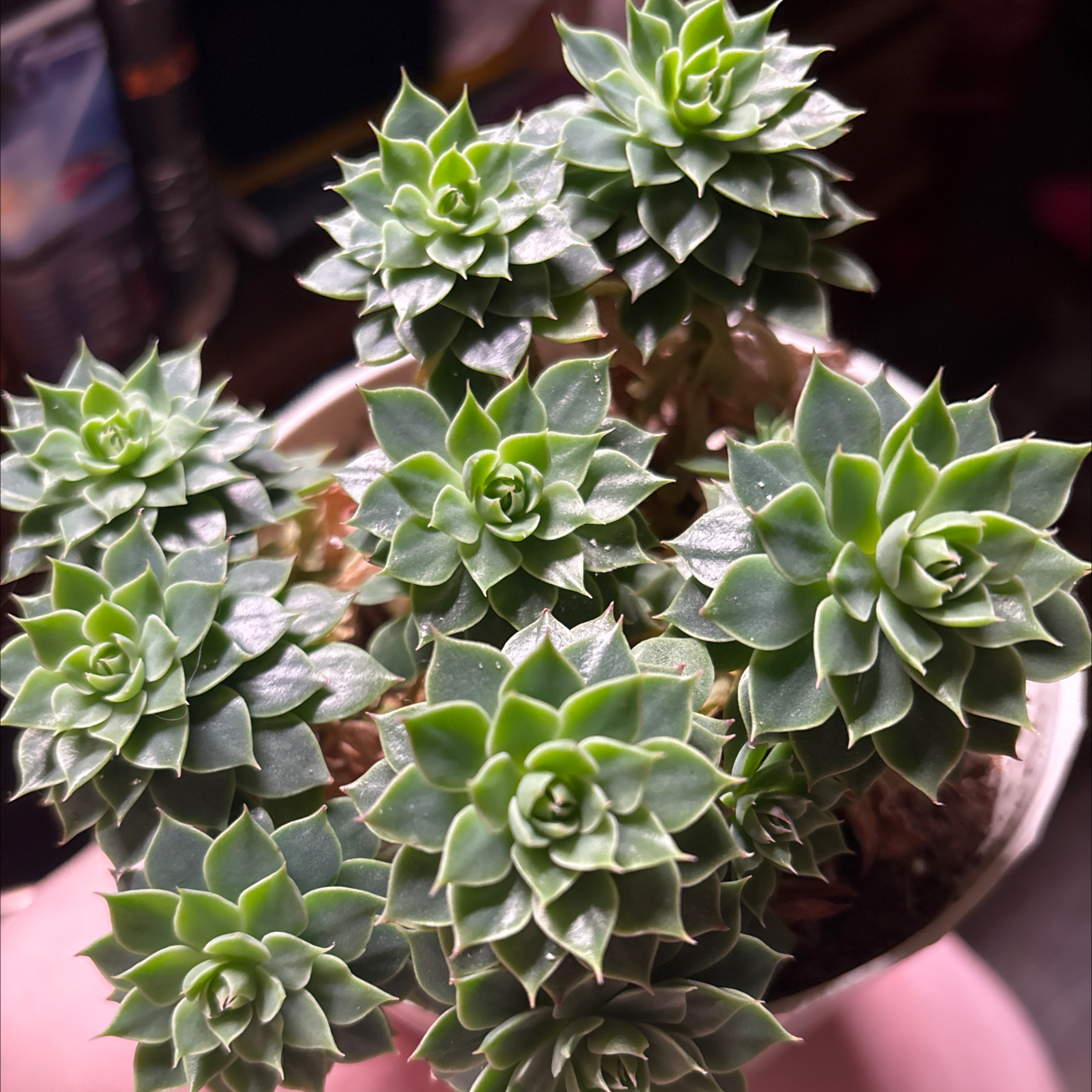 Photo of the plant species Bellum Altair by @GodsendSuncup named Sol on Greg, the plant care app