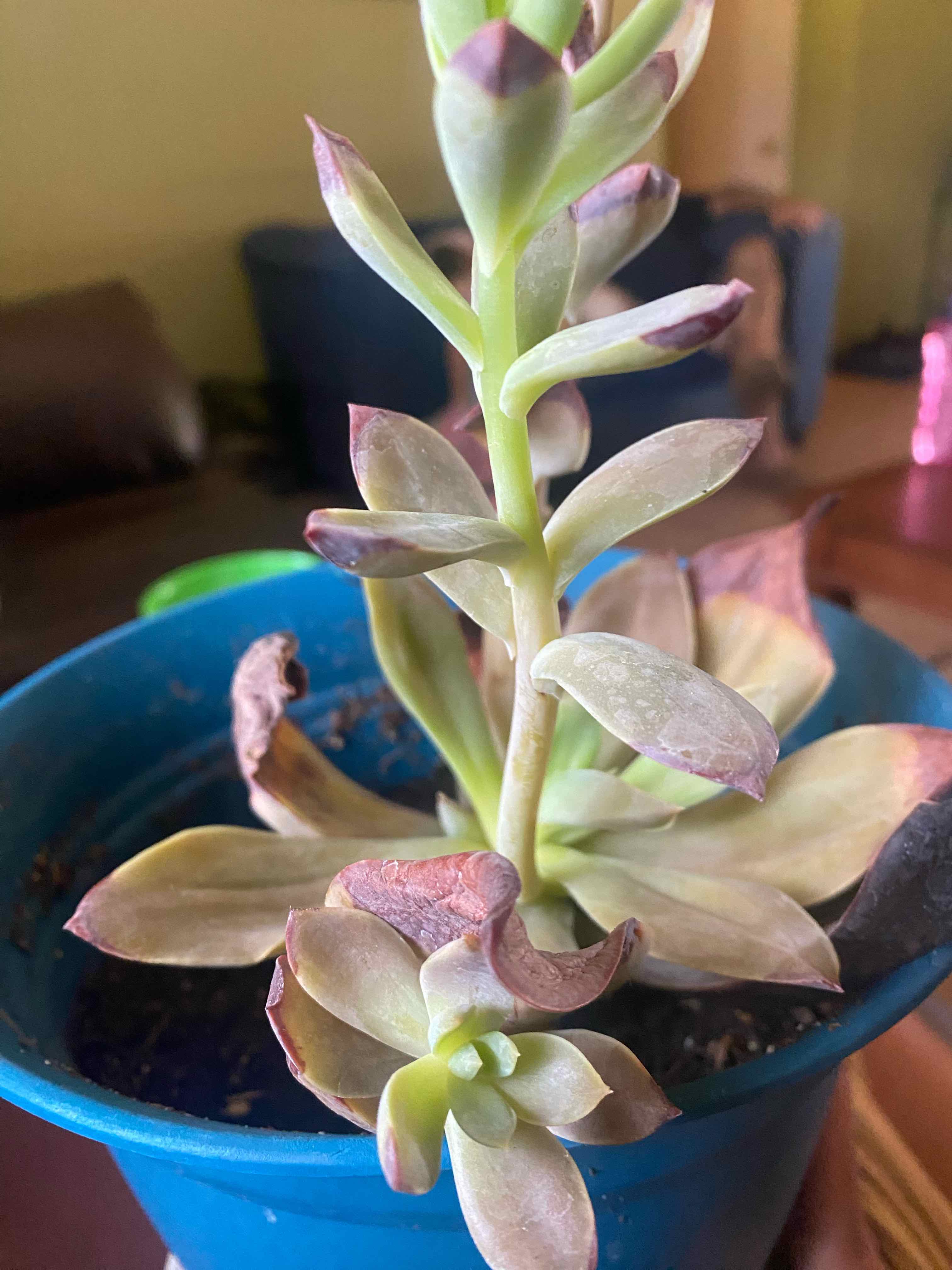 Photo of the plant species Echeveria 'Varda' by @planttetherer named Verdecita on Greg, the plant care app