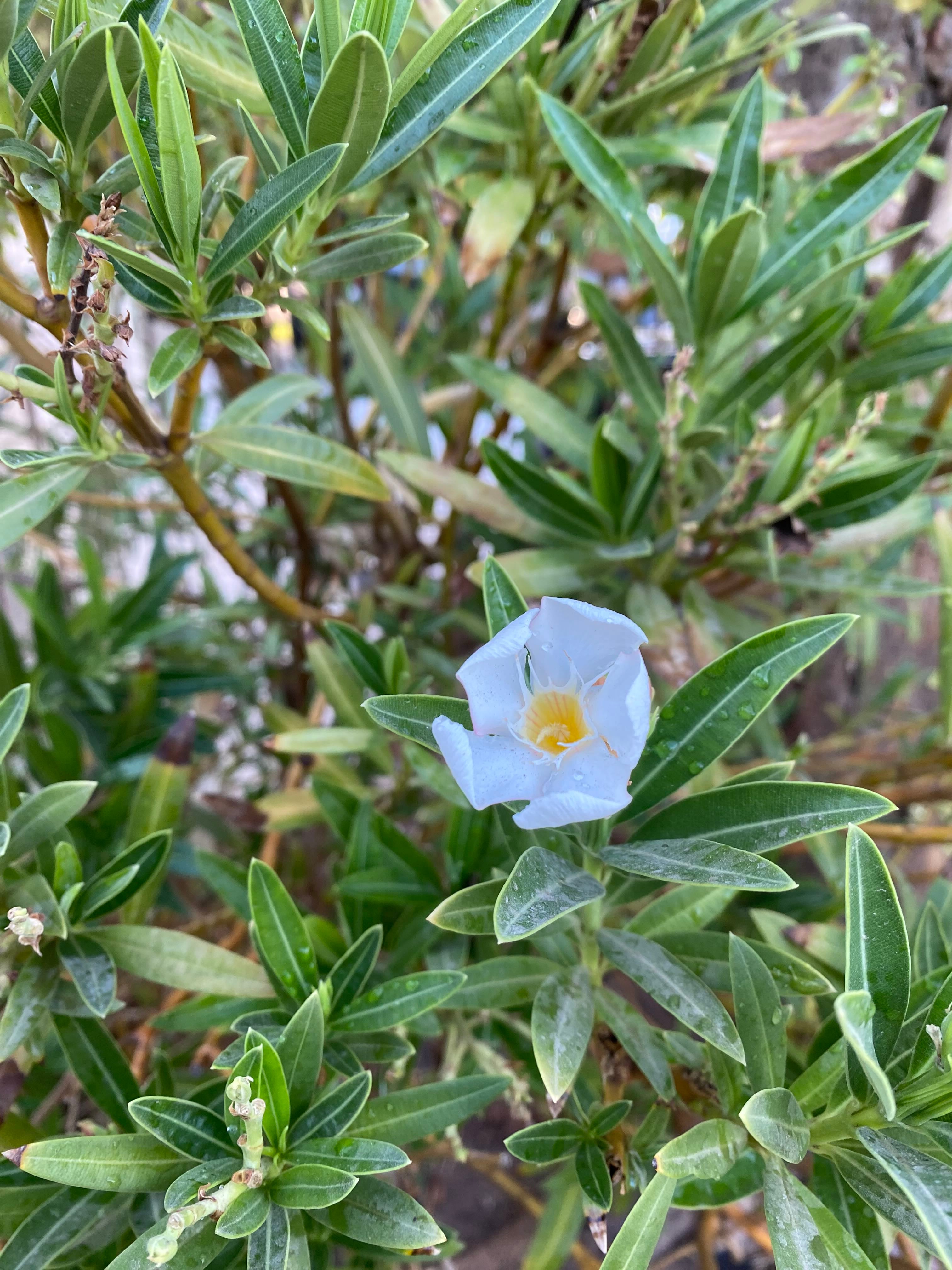 Determining What Might Be Eating Your Oleander