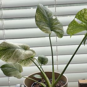 Photo of the plant species Monstera 'White Monster' by @godlovesugly named Foxxy on Greg, the plant care app