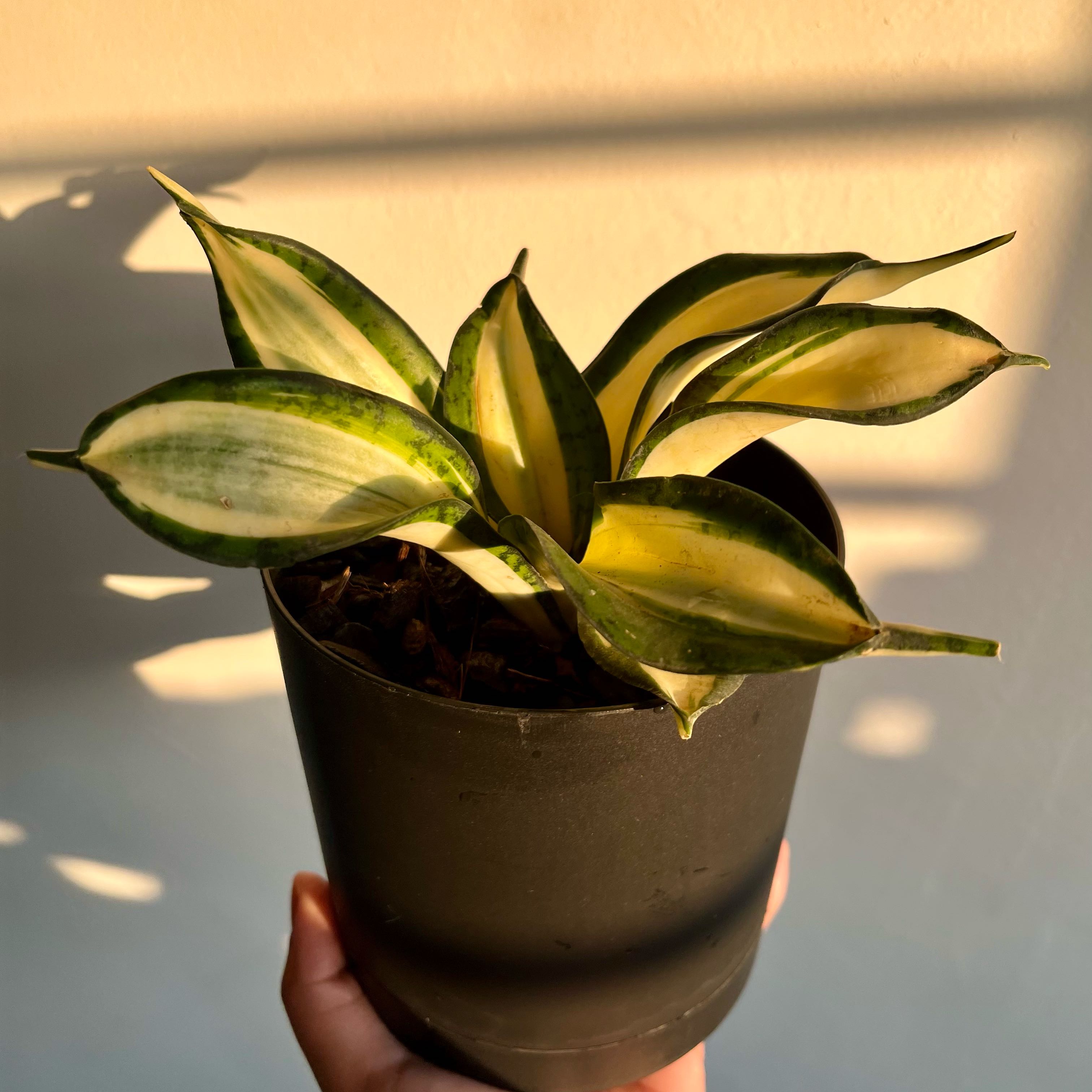Photo of the plant species Snake Plant 'Golden Wendy' by @HumbleBeebalm named Wendy on Greg, the plant care app