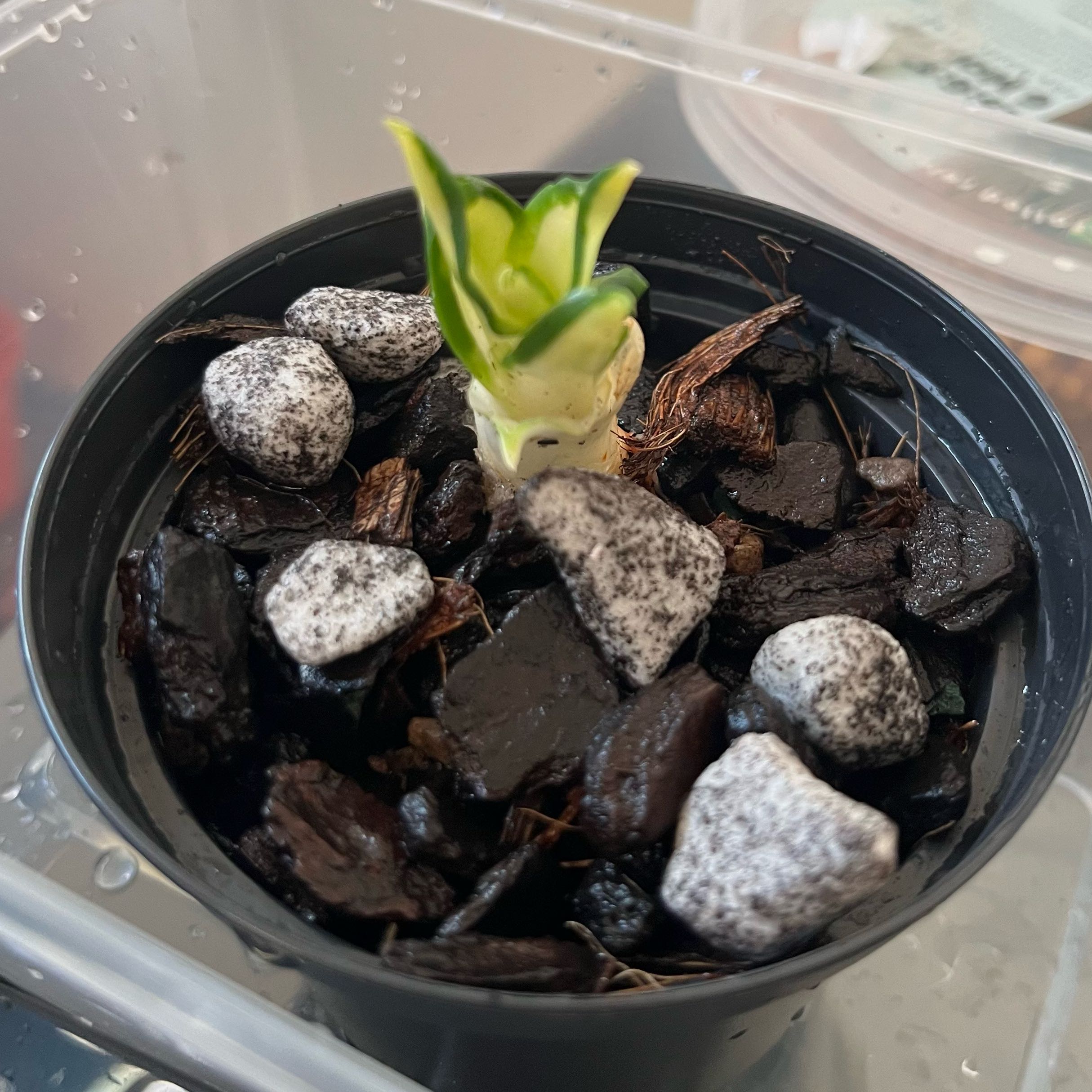 Photo of the plant species Snake Plant 'Golden Wendy' by @HumbleBeebalm named Lucky on Greg, the plant care app