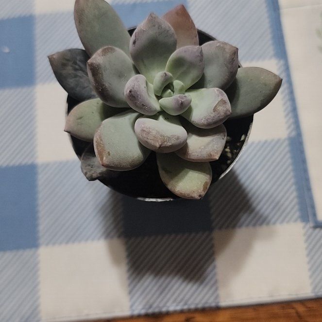 Photo of the plant species Powder Puff by @GrandPacificpea named Bubbles on Greg, the plant care app