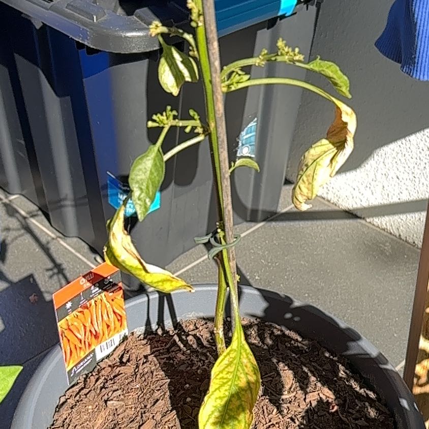 Photo of the plant species chilli by @RobustPilea35 named Bodhi on Greg, the plant care app