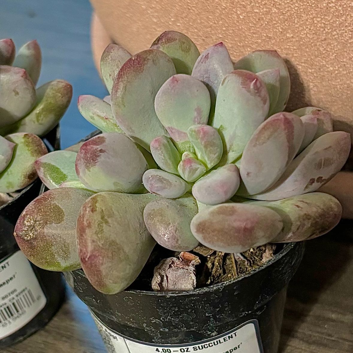 Photo of the plant species Pachyveria 'Blue Haze' by @FamousIodanthus named James Dean on Greg, the plant care app