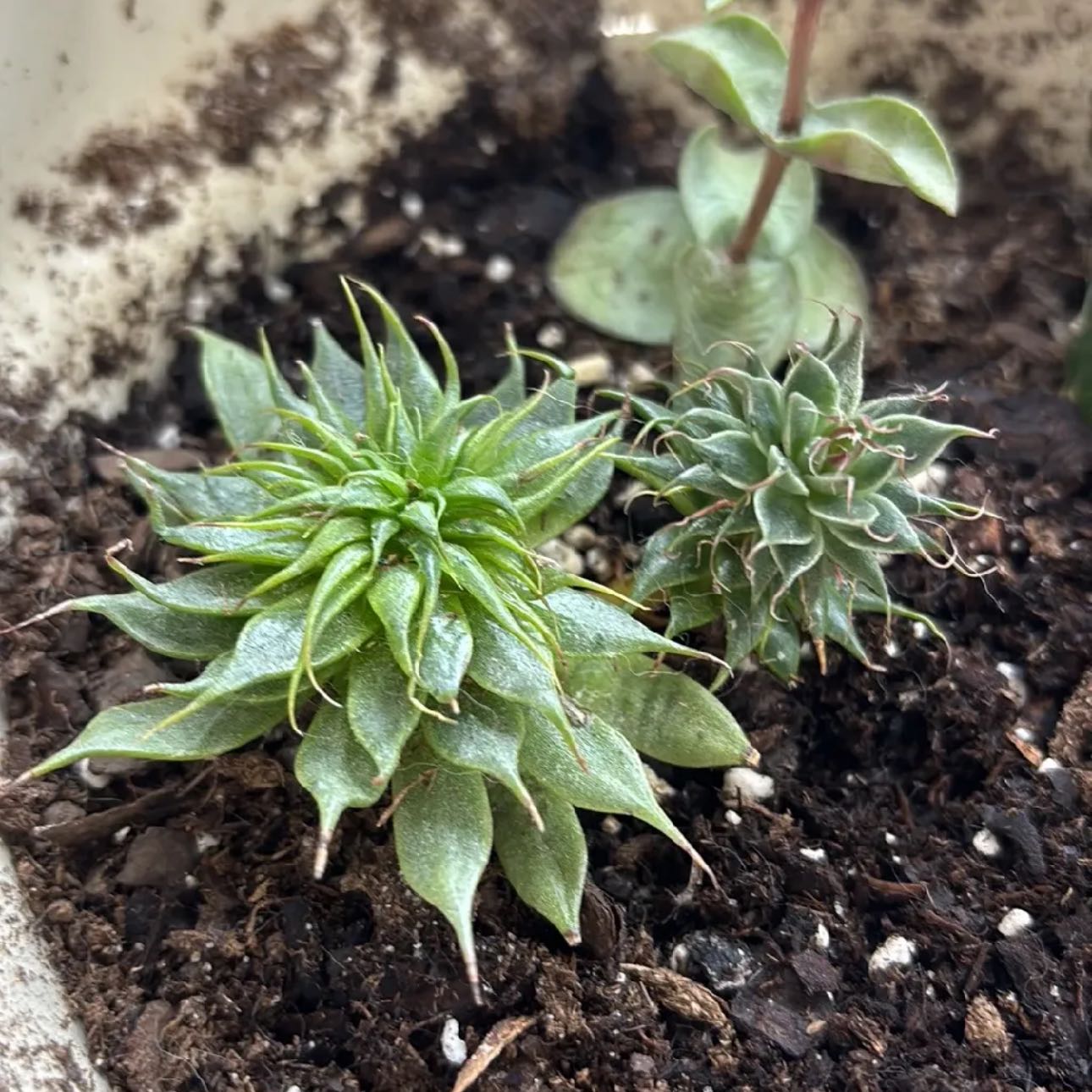 Photo of the plant species Graptoveria 'Silver Star' by @FamousIodanthus named Gregarious on Greg, the plant care app