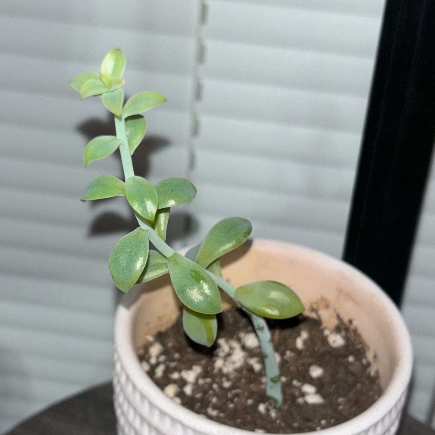 Photo of the plant species Graptopetalum mendozae by @FamousIodanthus named Diana on Greg, the plant care app